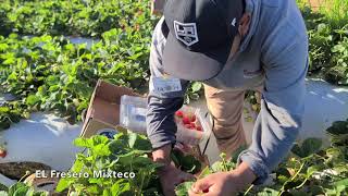 piscando fresa en Lompoc California [upl. by Ansilma]