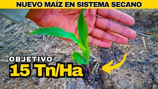 🌽 Truco Para EXELENTE Nacimiento de MAÍZ En Secano  maíz siembra directa [upl. by Einhoj]