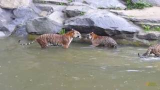 Indochinese tiger cubs engage in a water ballet at Tierpark Berlin [upl. by Naenej212]