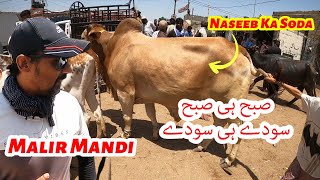 Subah Hi Subah Soday Hi Soday Malir Mandi Latest Update Bakra Eid 2024 [upl. by Dewhirst]