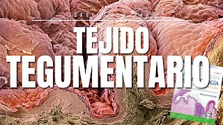 Tejido Tegumentario  Resumen Histología Ross📚 [upl. by Gore]