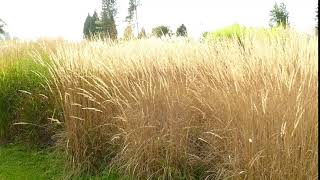 Calamagrostis x acutiflora Karl Foerster [upl. by Absalom285]