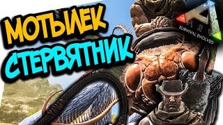 ARK Scorched Earth  КНУТ СТЕРВЯТНИК МОТЫЛЕКARKSURVIVAL EVOLVED [upl. by Rey749]