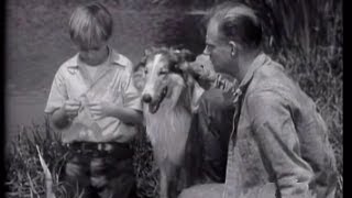 Lassie  Episode 6  quotThe Convictquot Originally broadcast 10171954 [upl. by Notlaw]