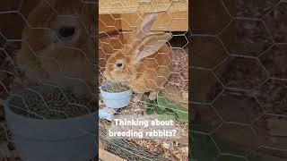 Breeding rabbits 🐇 homestead rabbit meatrabbits selfsufficiency homesteading animals [upl. by Cirtemed]