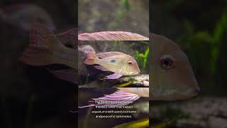 The Redstriped Eartheater Geophagus Surinamensis [upl. by Newmann]