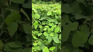 Kudzu Growing in Georgia kudzu plants plantshorts [upl. by Nylhtak]