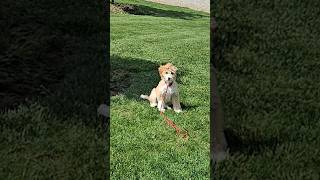 Leash training a bernedoodle puppy [upl. by Aimal409]