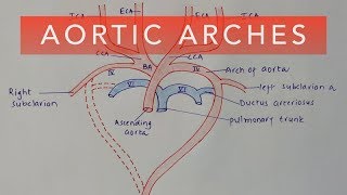 AORTIC ARCHES  DEVELOPMENT amp DERIVATIVES [upl. by Akemet]