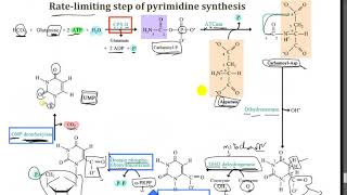 Pyrimidine Metabolism  Dr Mahmoud Ettaweel [upl. by Yrrab9]