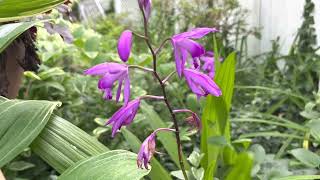 Bletilla Plant Profile [upl. by Barbra]