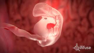 Fetal Development 3D Animation  Infuse Medical [upl. by Crist164]