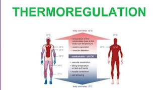 ThermoregulationHomeostasisColdampwarm blooded organismNCERT STB PTB HindiUrdu By SirSuresh Kumar [upl. by Brod925]