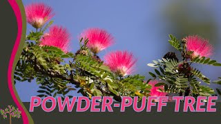 Discovering the Beautiful POWDER PUFF PLANT Calliandra haematocephylla [upl. by Dnalyk666]