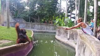 Orangután inteligente hace un comercio justo con humanos [upl. by Awe97]