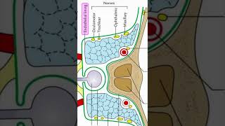 Relations of cavernous sinus shorts anatomy medicalstudent [upl. by Ynobe]