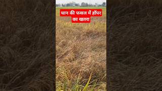 Brown Plant Hopper Control In Paddy  BPH  Parveen farming bphdhankheti agriculture dhankikheti [upl. by Obara]