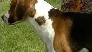 English Foxhound  AKC Dog Breed Series [upl. by Bogey856]