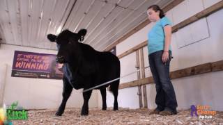 Show Cattle How to Introduce the Show Stick [upl. by Campball378]