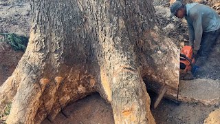 Amazing  Cutting down Giant trembesi trees from start to finish [upl. by Papp]