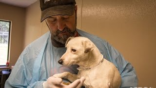 Traumatized Puppy Mill Dog Makes an Amazing Recovery [upl. by Selie]