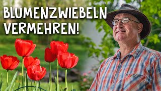 Blumenzwiebeln von Tulpen Narzissen amp Schneeglöckchen vermehren  Garten Tipp für Profis [upl. by Tenenbaum]