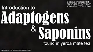 Adaptogenic Herbs and Saponins in Yerba Mate Tea Explained [upl. by Alexi]