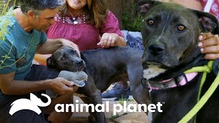 ¡Perro más difícil de adoptar encuentra un hogar  Pit bulls y convictos  Animal Planet [upl. by Pete]