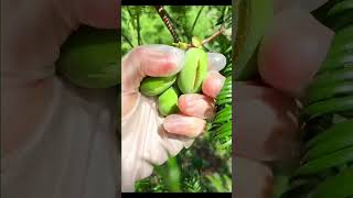 Picking torreyapickingfruitvegetablerural lifesatisfyingfarming agriculture ruralharvest [upl. by Missi]