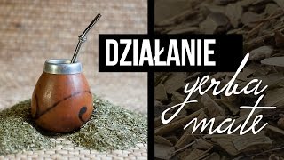 Yerba mate rakotwórcza Działanie Yerba Mate właściwości Yerba Mate Czajnikowypl [upl. by Three]