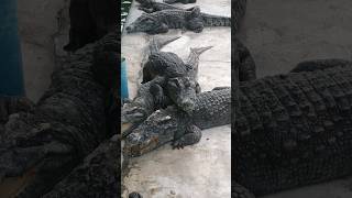 CROCODILES HUNT FOR FOOD WHILE HUNGGRYcrocodile video animals pet [upl. by Etak]