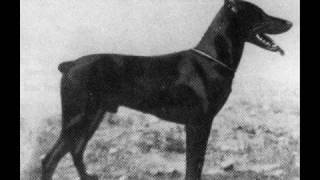 1900s Pictorial history of Dobermann [upl. by Shimberg467]