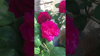 Beautiful Reddish Pink David Austin Rose 1❤️🩷 [upl. by Stranger]