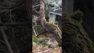 work is a duty ytshorts shortsfeed stihl chainsaw youtube tree yt nature viral youtuber [upl. by Chance]