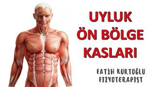 Uyluk Ön Bölge  KAS ANATOMİ si KONU ANLATIMI 11 [upl. by Nnaeinahpets66]