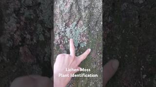 Lichen Moss Plant Identification  Medicinal Plants 🕊 herbalism foraging [upl. by Nothgierc723]