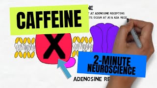 2Minute Neuroscience Caffeine [upl. by Oirramed]