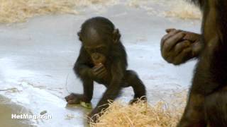 De bonobo babys [upl. by Wilfreda92]