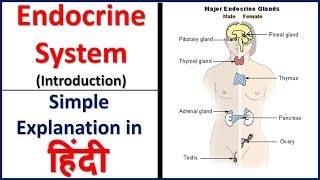 Endocrine system Introduction simple explanation in hindi  Bhushan Science [upl. by Yojenitsirk]