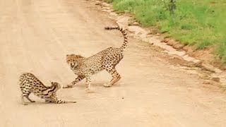 Serval vs Cheetahs [upl. by Christa636]