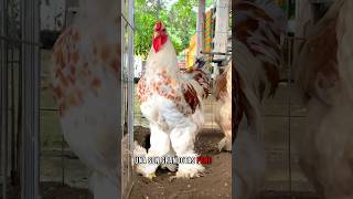 ¿Sabían esto sobre las gallinas Brahma🤯🐓🐓 shorts gallinas [upl. by Assehc]