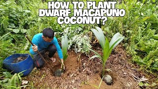 HOW TO PLANT DWARF MACAPUNO COCONUT [upl. by Robbert]