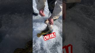 Ice Fishing Success Fishing For Burbot With Kids icefishing burbot fishing [upl. by Corabelle44]