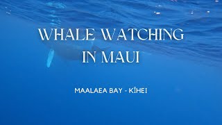 Whale Watching In Maui  Maalae Bay  Kihei  GoPro Hero 10  4K 60 FPS [upl. by Kristoffer]