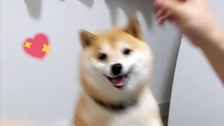 Shiba Inus be like [upl. by Stclair]