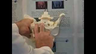 Part 1 Obstetric Symphyseal Diastasis amp Pubic Joint Dysfunction  Jerry Hesch [upl. by Noorah]