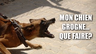 AU SECOURS MON CHIEN GROGNE [upl. by Peltz]