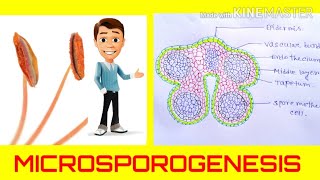 Microsporogenesis  the formation of pollen grainsAnther development Angiosperm reproduction [upl. by Yentihw]