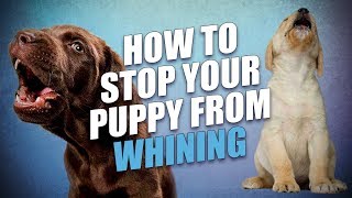 How To Stop A Puppy From Whining [upl. by Pantin437]