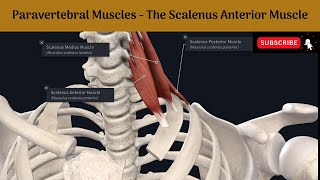 Paravertebral Muscles  The Scalenus Anterior muscle Attachments  Nerve supply Action  Relations [upl. by Yolanthe959]